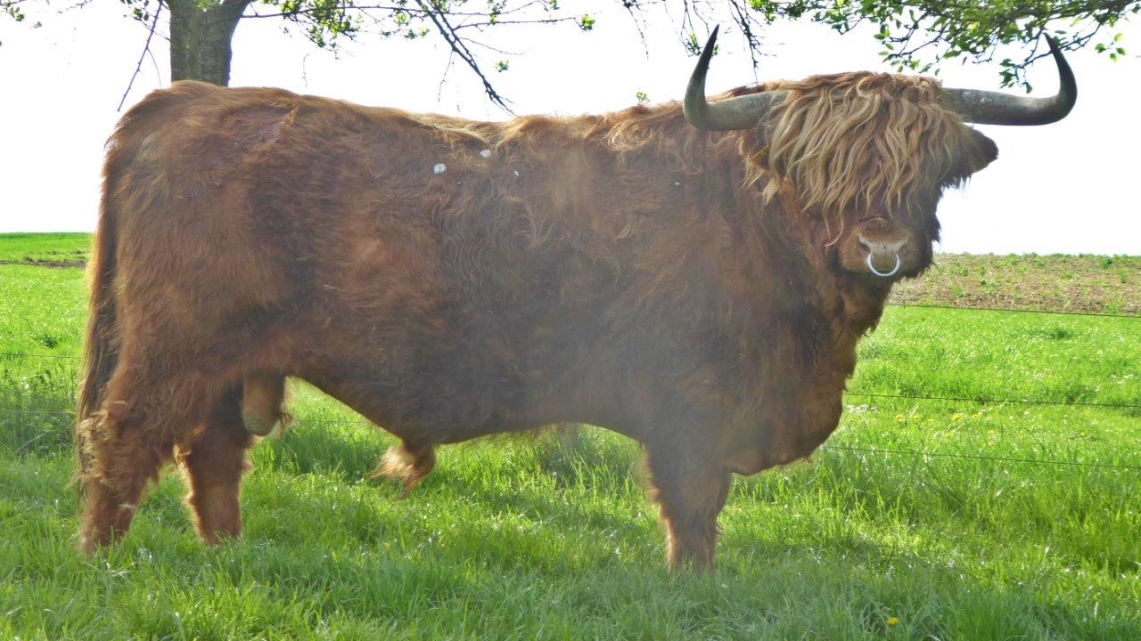 Becky von der Rehhecke 002