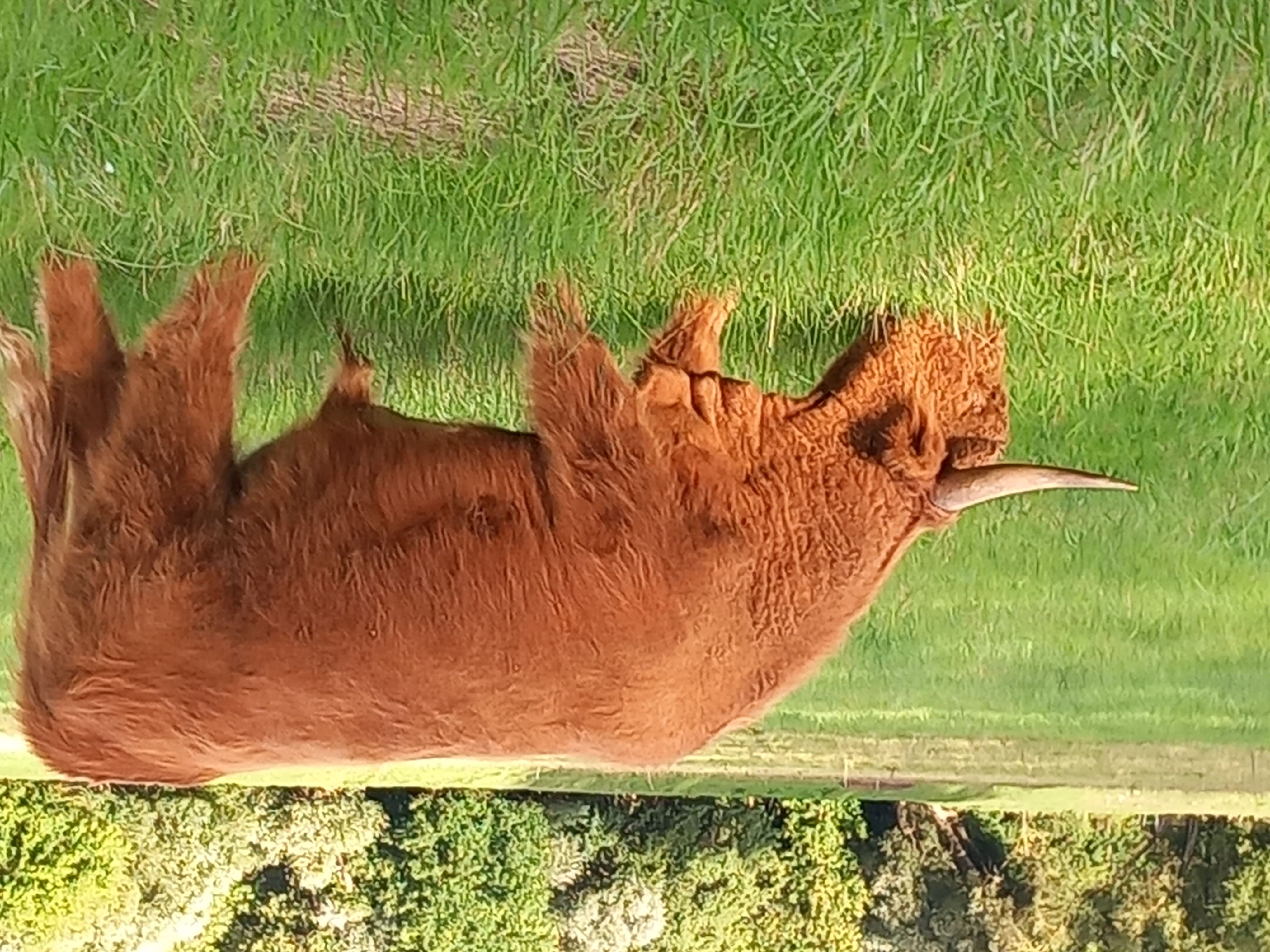 Fulke