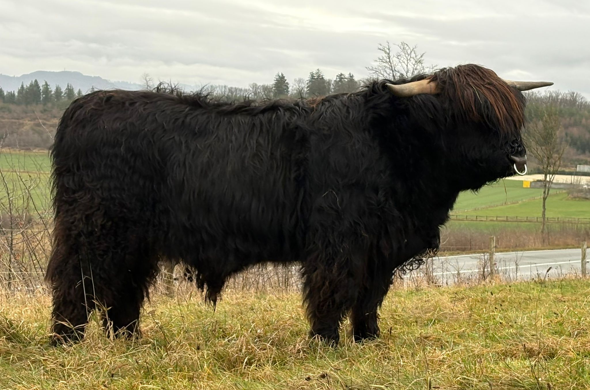 Maclean Dubh 8th of Mottistone