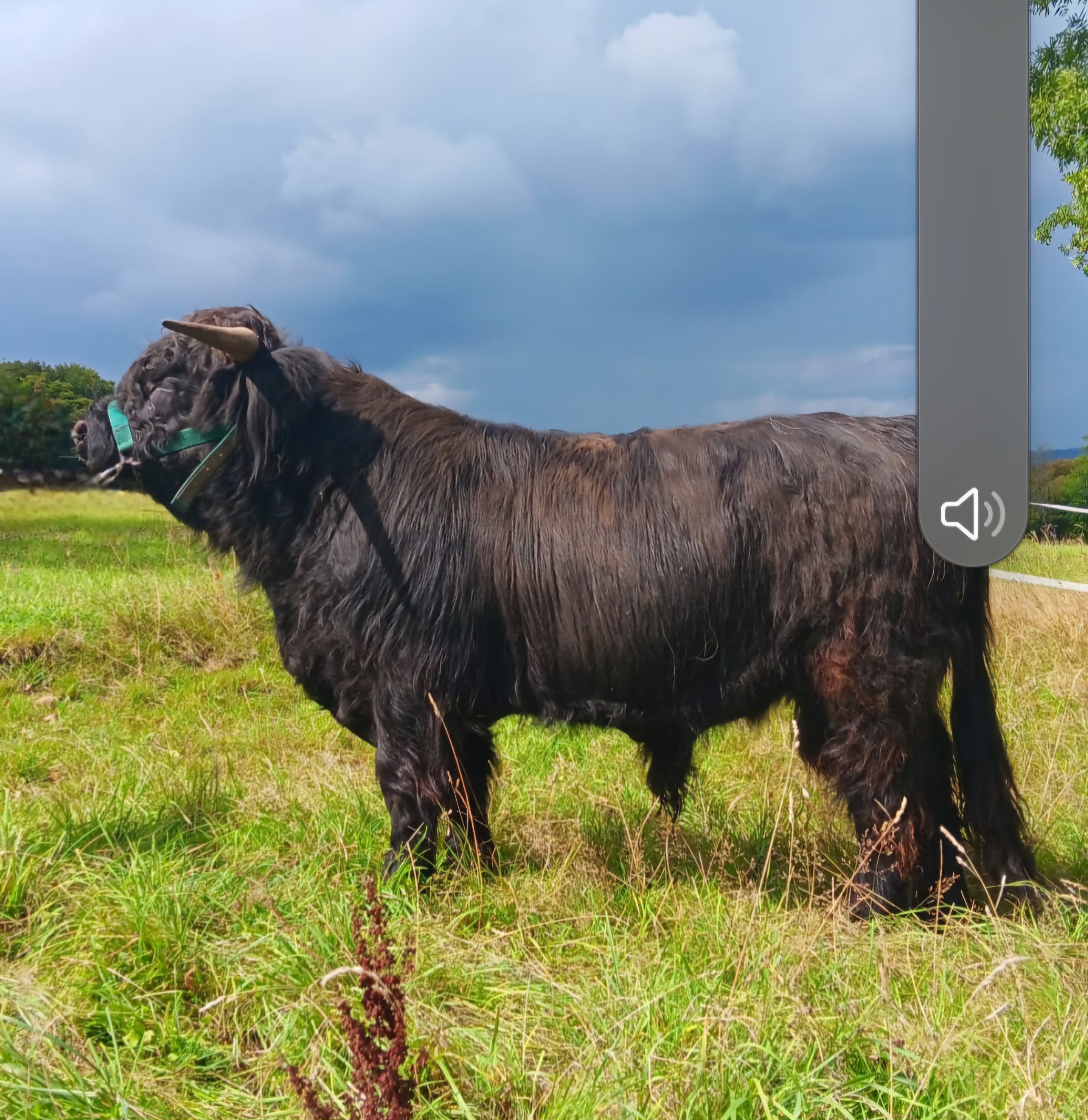 Screenshot 20251109 082336 WhatsApp