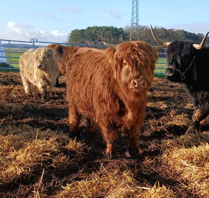 WhatsApp Bild 2025 12 11 um 16.27.52 2d67559e