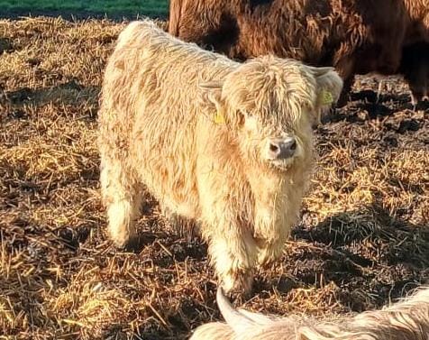 WhatsApp Bild 2025 12 11 um 16.39.08 14f0d947