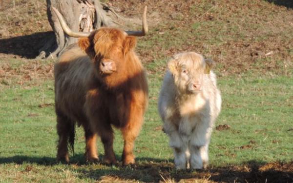 Dosan und Dalin